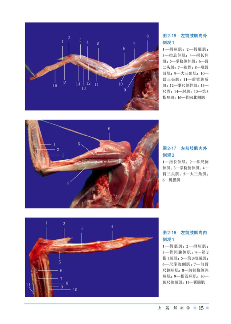 鹅解剖组织彩色图谱 9787122301819