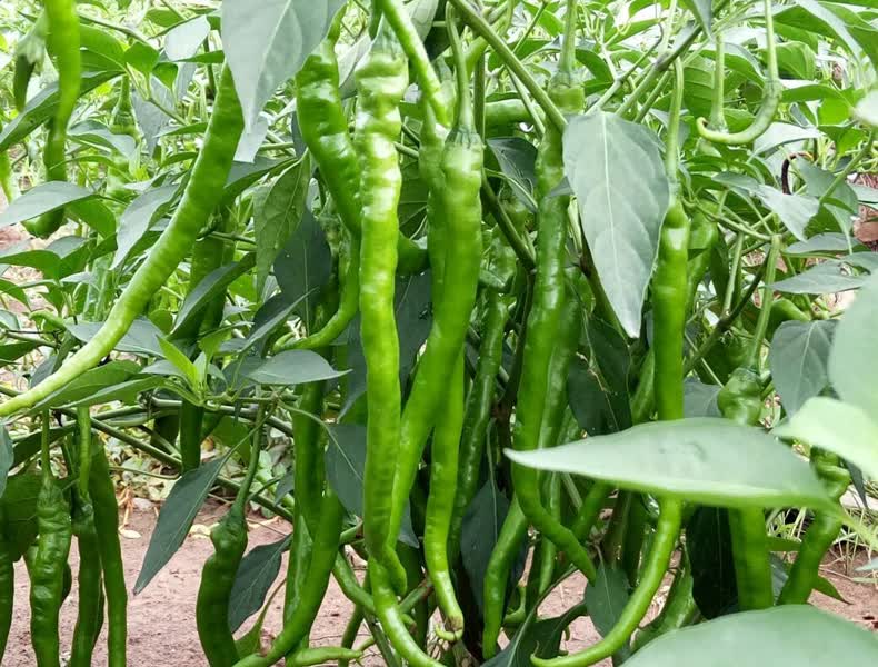 味小仙 二荆条辣椒 新鲜青线椒 尖椒海椒蔬菜 2斤二荆条