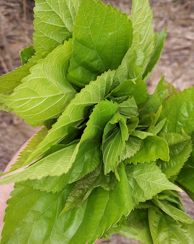 当天发货新鲜桑叶蚕宝宝食物饲料新鲜嫩桑叶蚕宝宝桑叶特嫩农家现摘叶