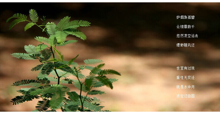 
                                        芳夕  天然艾草驱蚊驱虫▲印度香薰 泰国宝塔香锥檀香 驱蚊驱虫 50粒/袋 艾草                