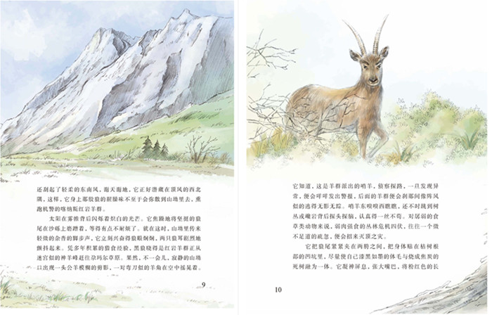 沈石溪画本(第一辑) 红奶羊