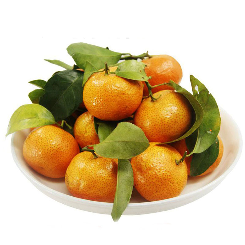 广东四会砂糖橘 新鲜沙糖橘 小橘桔子蜜桔 5斤(大果)