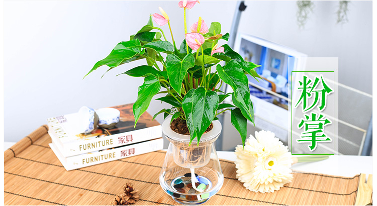 吸水懒人盆栽观叶室内空气花卉盆景种植粉掌多颗苗大冬瓜花瓶带盆栽好