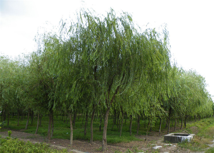 清雅 绿化苗速生竹柳 垂柳树苗 1米5高 黄金柳