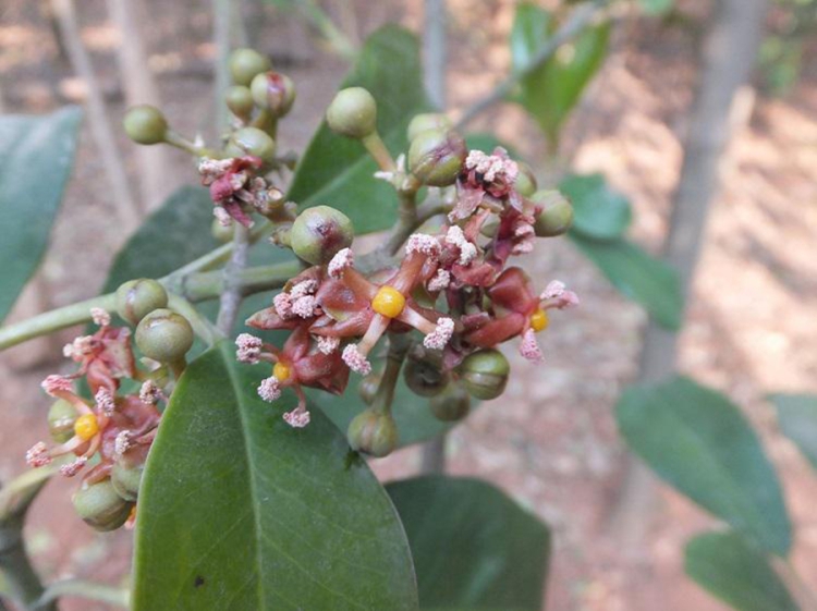 中国藤黄属植物化学成分及生物活性研究 徐宏喜,李西林