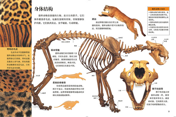 dk视觉大发现 猫科动物