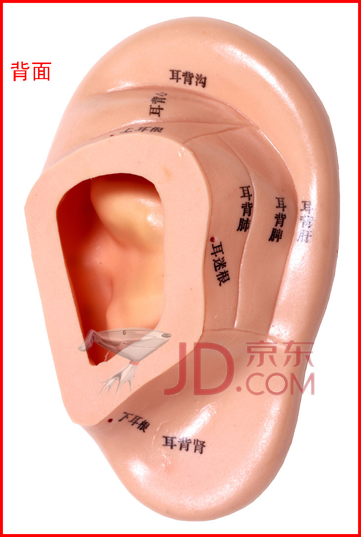 艾怡佳17cm耳穴针灸模型耳朵反射区模型耳模耳部针灸穴位模型一只装