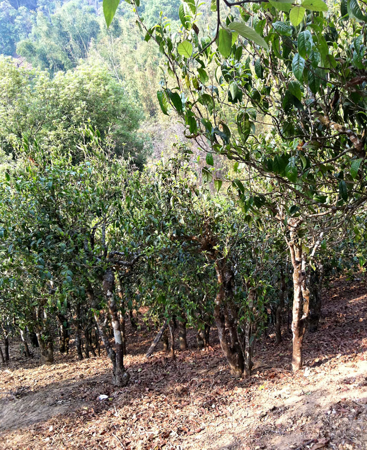 昔归村隶属于云南省临沧市临翔区邦东乡邦东行政村,属于山区.