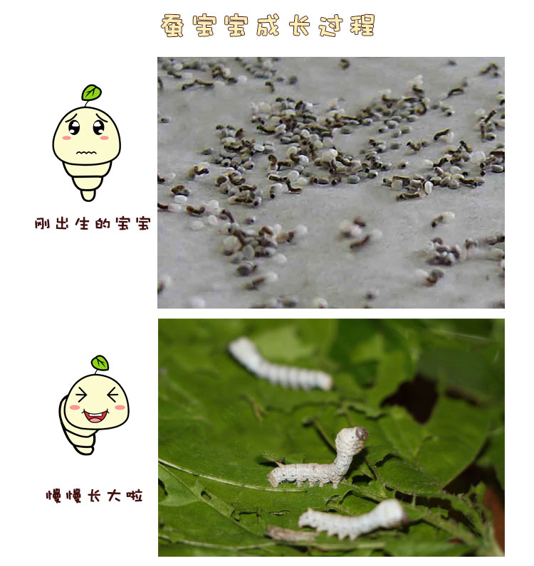 50条1龄蚕活蚕,送蚕卵50粒,桑叶1包,送羽毛1支,饲养盒1个,孵化盒1个