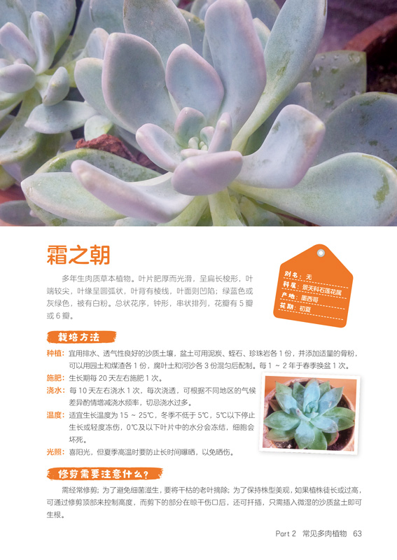 [wl]常见多肉植物这样养-木丰央,壹号图编辑部
