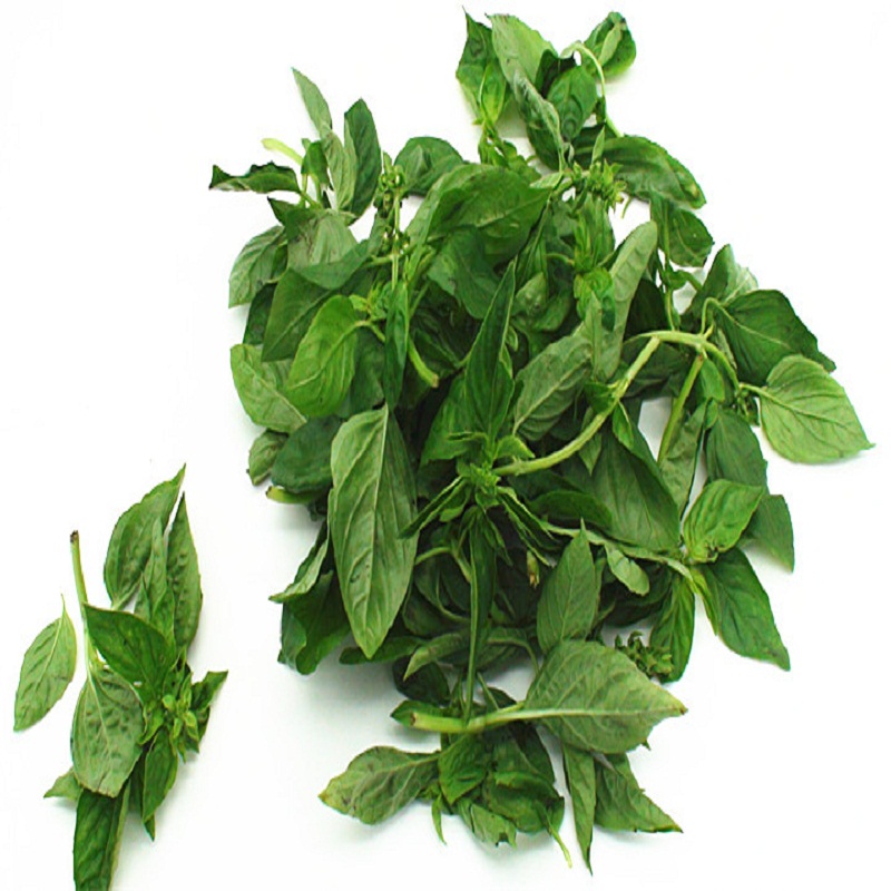 泰国罗勒新鲜罗勒金不换新鲜basilitalian500g500g