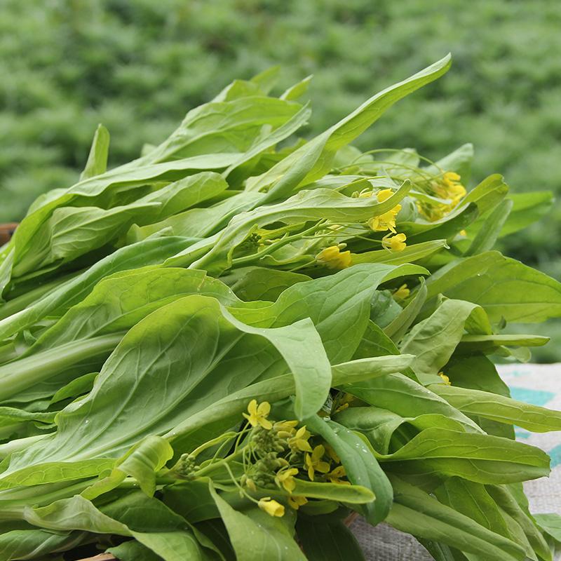 湖北特产 新鲜白菜苔 白菜心菜薹 农家蔬菜 3kg