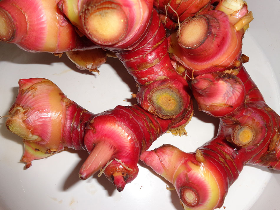 春光岛广东特产 南姜新鲜 潮汕新鲜南姜老姜山姜头