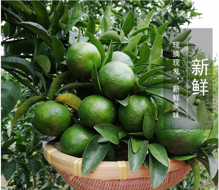 广西清香橘(现货速发)清香蜜桔青皮小橘子巴西柑甜不酸 3斤(中果)