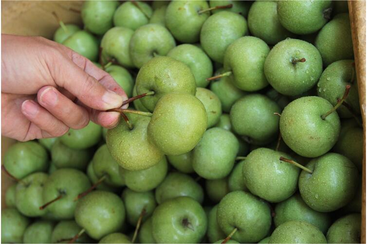 广西新鲜大果山楂青皮山楂子水果生鲜25kg中果