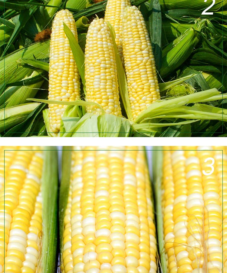 品质保证无公害金银超甜玉米棒 鲜嫩苞谷米 新鲜蔬菜粟米500g(500g)
