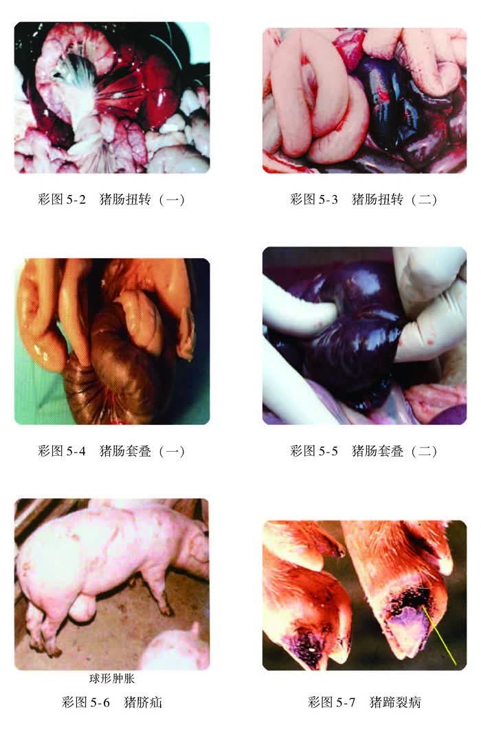 猪病诊治你问我答(高效养殖致富直通车) 马玉华,谷风柱 机械工业出版