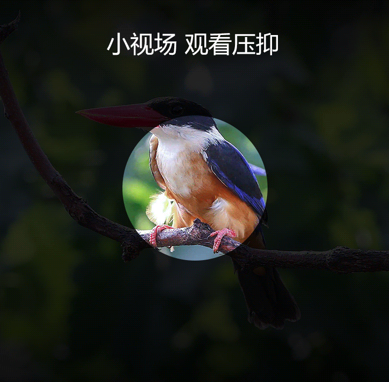 萨伽saga飞鹰双筒望远镜高倍高清军工微光夜视非红外可接手机拍照 8x