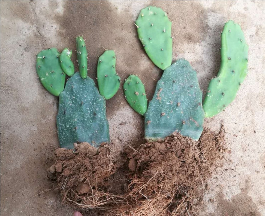 仙人掌仙人掌盆栽仙人掌植物仙人掌苗食用仙人掌多肉植物仙人掌一颗3