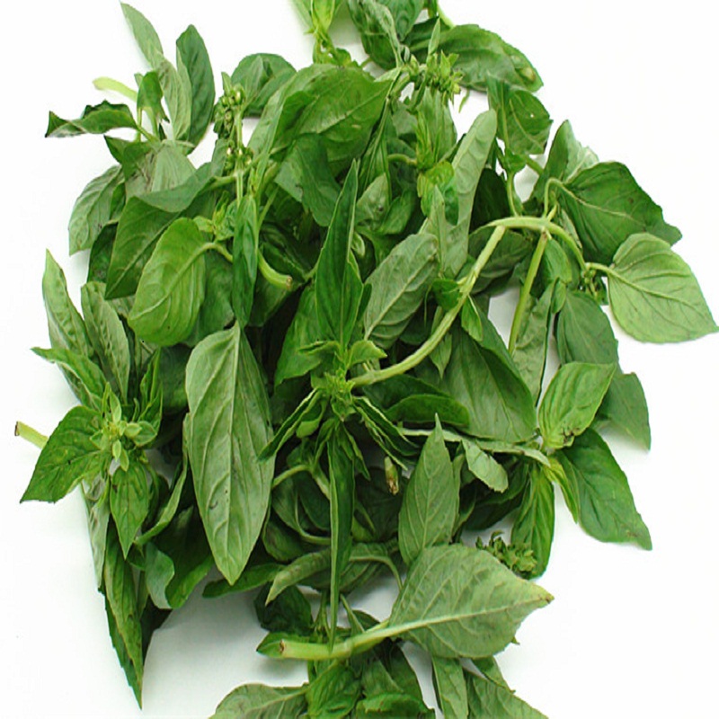 泰国罗勒新鲜罗勒金不换新鲜basilitalian500g500g