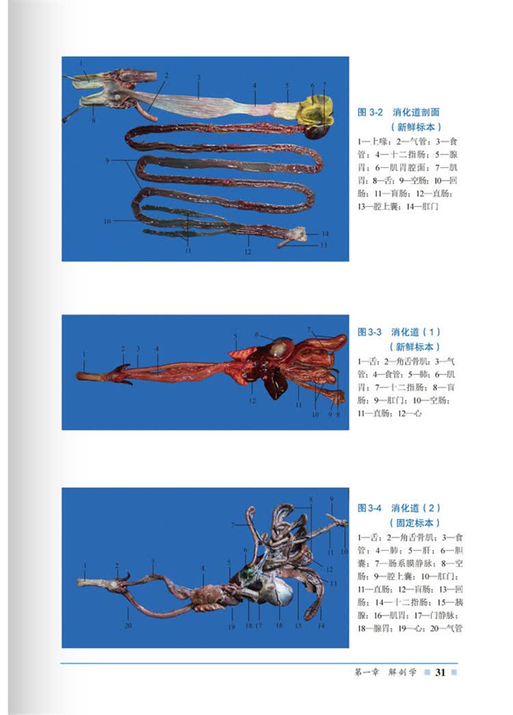 鸭解剖组织彩色图谱