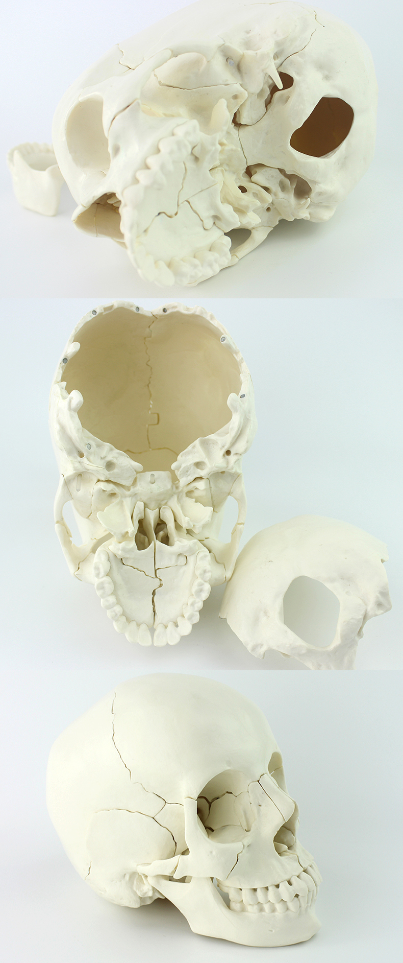头骨模型头颅骨拼装可拆美容微整形教学口腔头骨仿真人体颅骨骨科神经