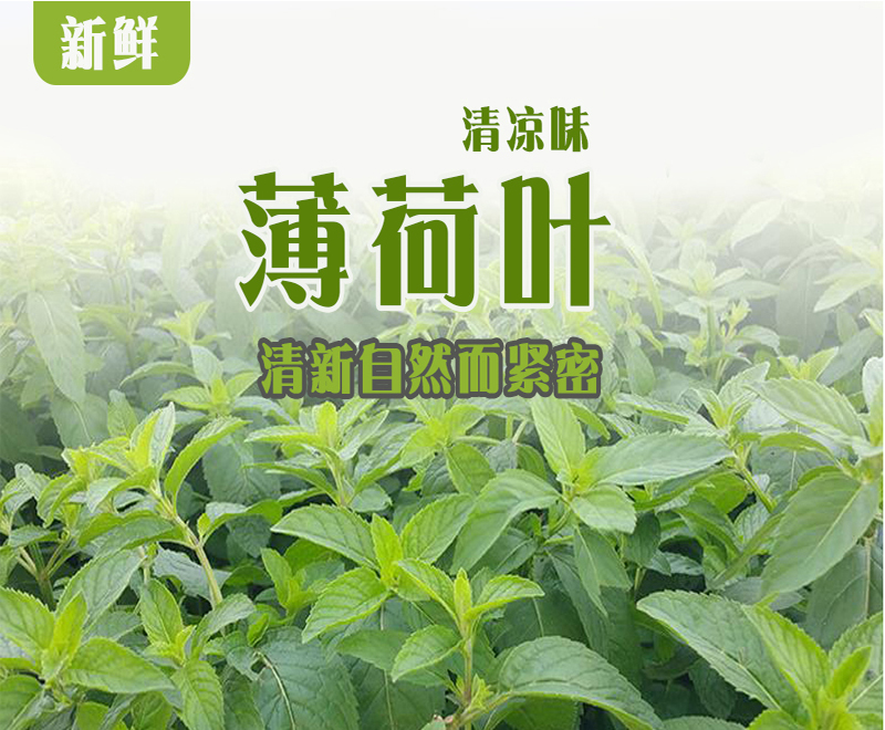 新鲜薄荷叶鱼香菜留香菜 生鲜蔬菜 1kg_ 5折现价49元