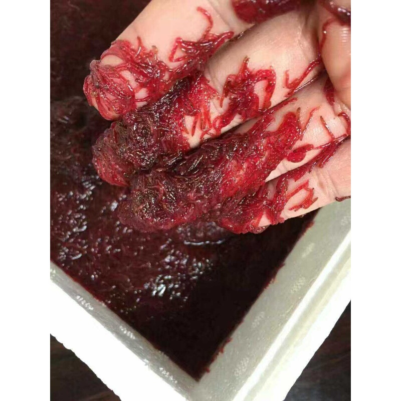 冰冻红虫冰冻血虫急冻赤虫冷冻红虫罗汉七彩饲料血虫红虫 丰年虾6片