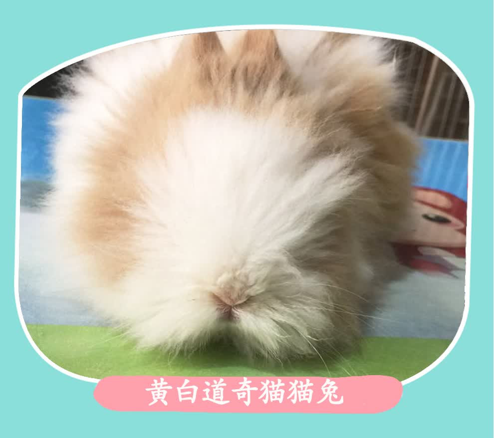 宠物兔子活体 猫猫兔子活物小体安哥拉长毛兔 凤眼 纯色 道奇猫猫兔