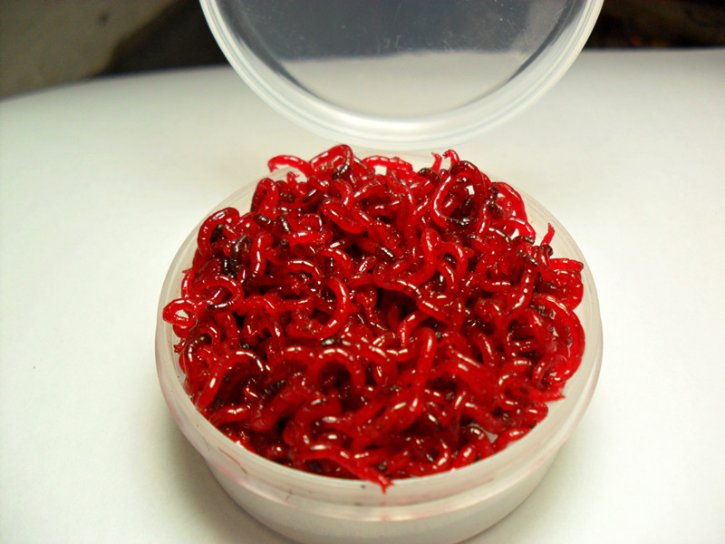 hjkl 特大号公红虫鲜活红虫 红虫活饵 活体母红虫拉饵春季鲫鱼饵 大号