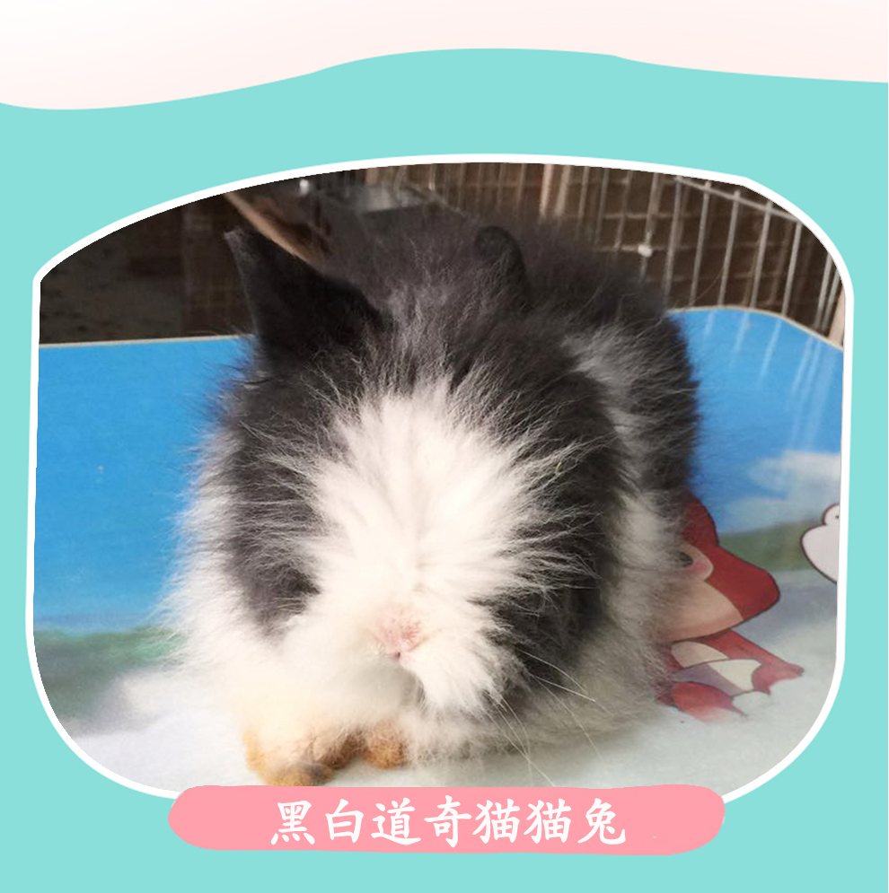 兔 凤眼 纯色 道奇猫猫兔活体 礼物送亲友 灰白道奇猫猫兔2只(1公1母)
