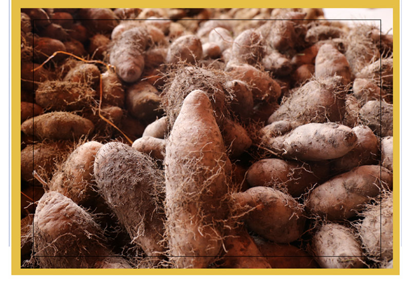 广东新鲜毛薯现挖高州毛薯甜薯脚板薯猪仔薯新鲜蔬菜年货送礼25kg