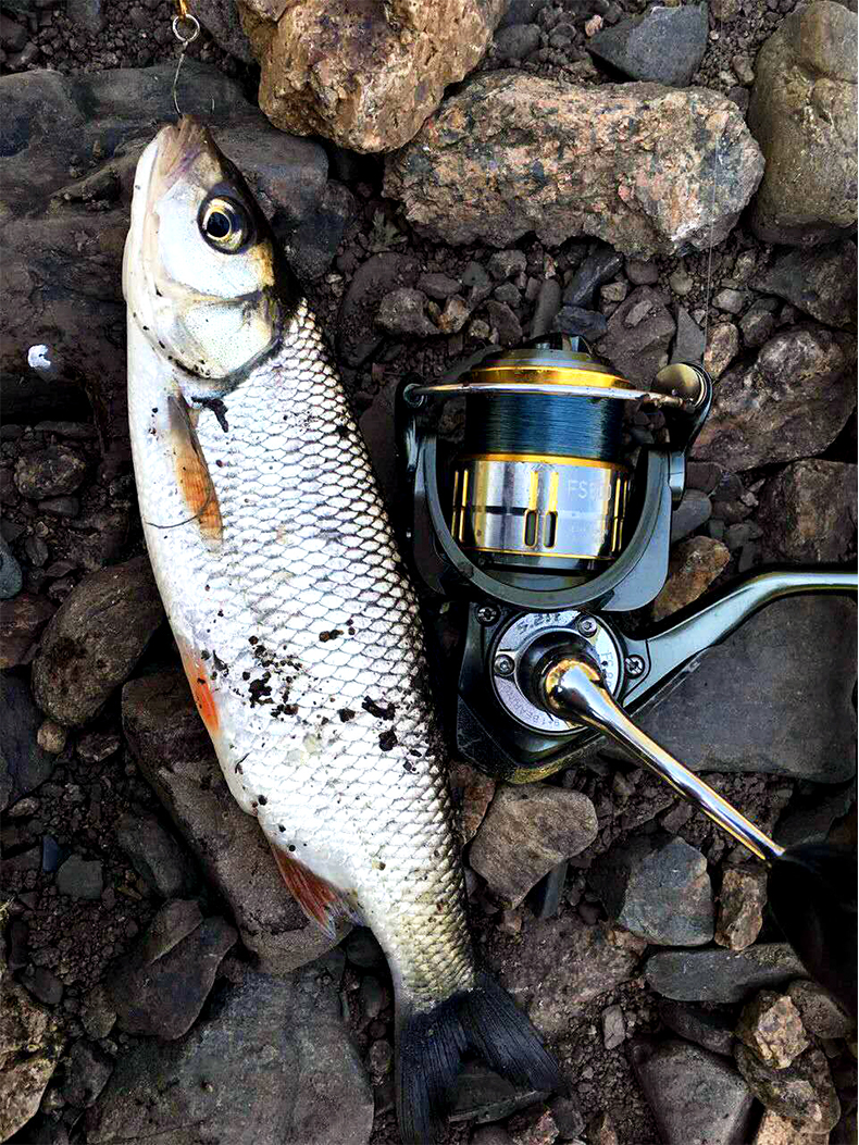 钓之屋 纺车轮马口轮锋速800型9轴斜口线杯路亚渔轮微物轮根钓轮溪哥