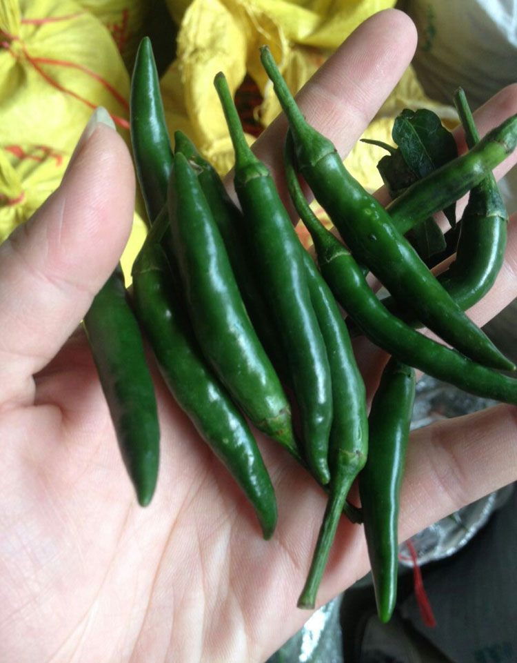 新鲜青红小米辣超辣青红辣椒朝天椒生鲜蔬菜青小米辣25kg
