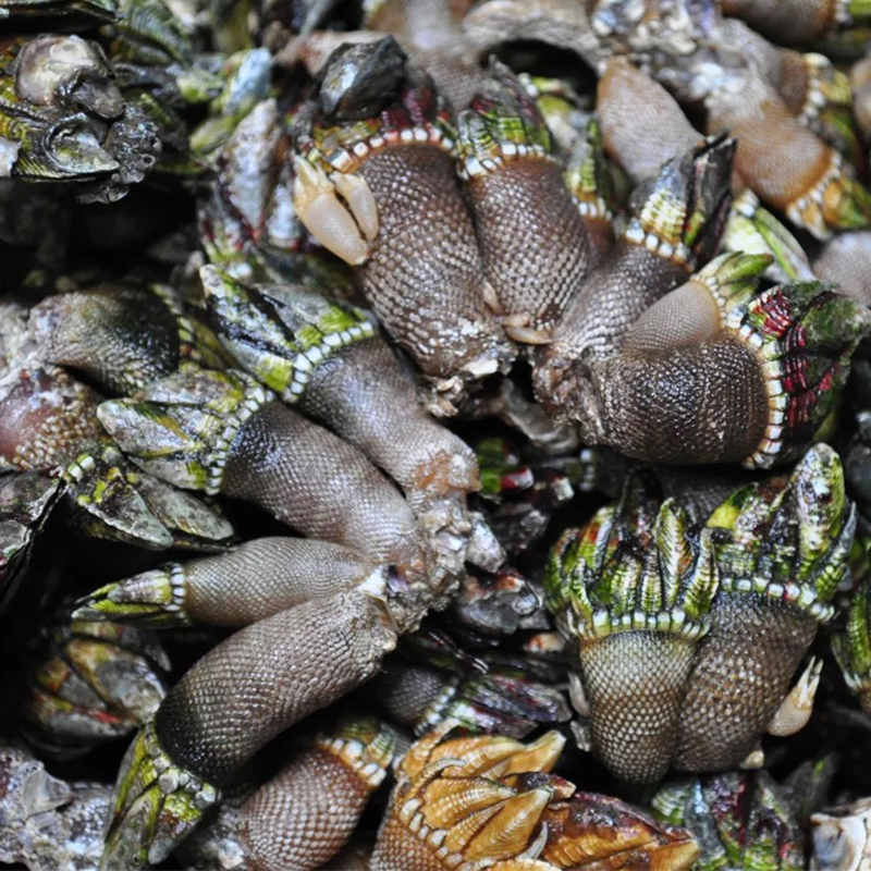 海鲜阁 新鲜佛手螺 佛手贝 狗爪螺 观音手 海鲜水产 顺丰航空 年货