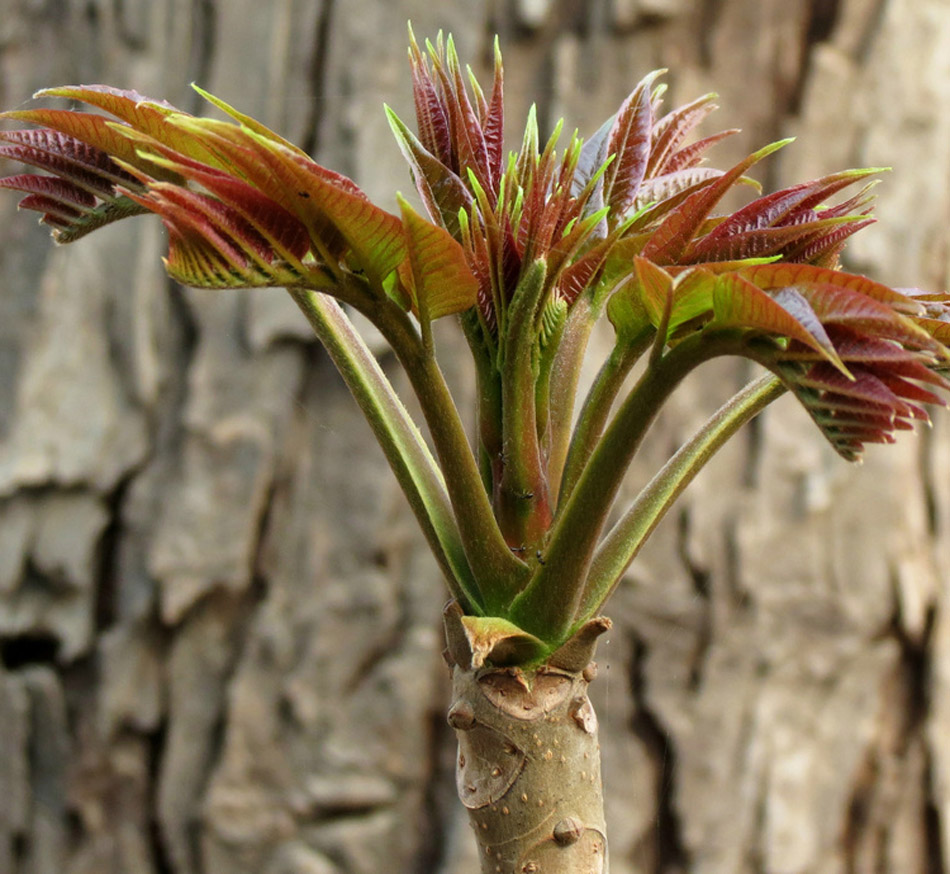 顺丰 新鲜红香椿芽嫩芽 头茬香椿嫩芽嫩叶香椿菜 1kg_现价-1元