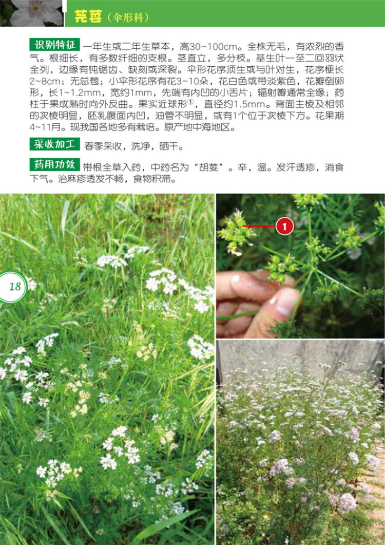 正版:600种中草药野外识别高清图谱 9787122299727