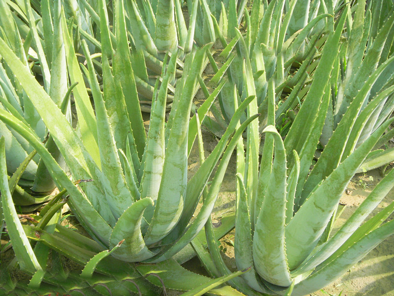 6-13年生新鲜库拉索芦荟叶 补水芦荟苗芦荟叶片 10年生一片450克