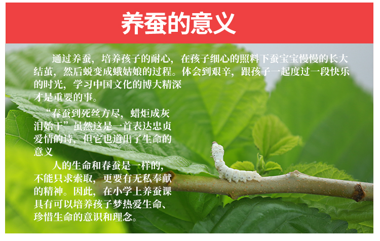 养蚕的四个步骤 养蚕的六个小技巧