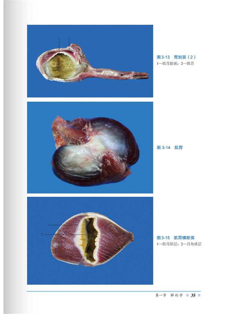 鸭子内部器官解剖图图片