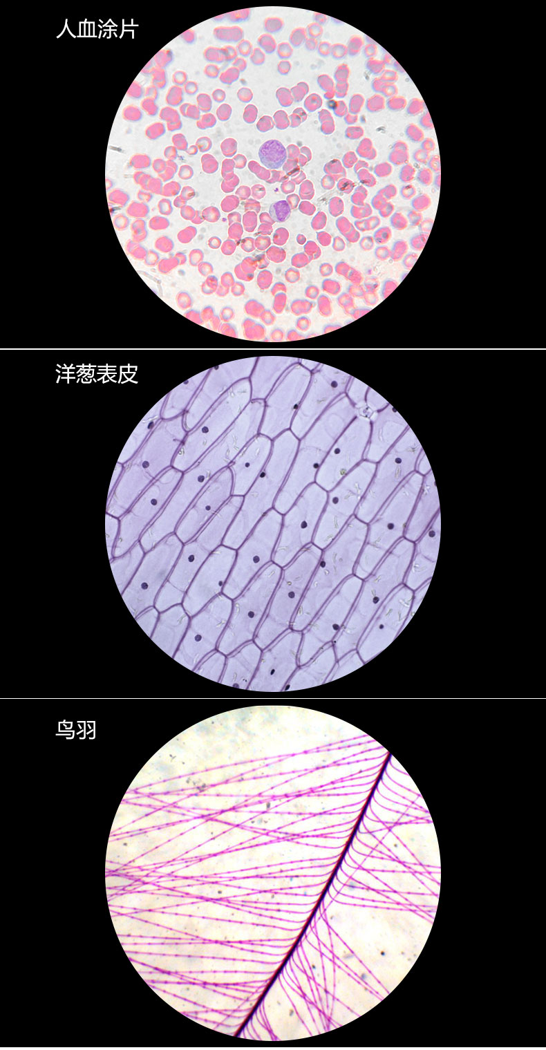 火棉胶包埋法图片