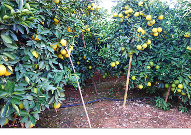 【现货】玉溪工厂直供 l号 云冠冰糖橙 脐橙甜橙子 云南水果5公斤 送