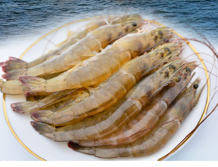 活虾500g鲜活基围虾海鲜水产虾海捕青岛大虾新鲜冷冻对虾青虾生鲜超大