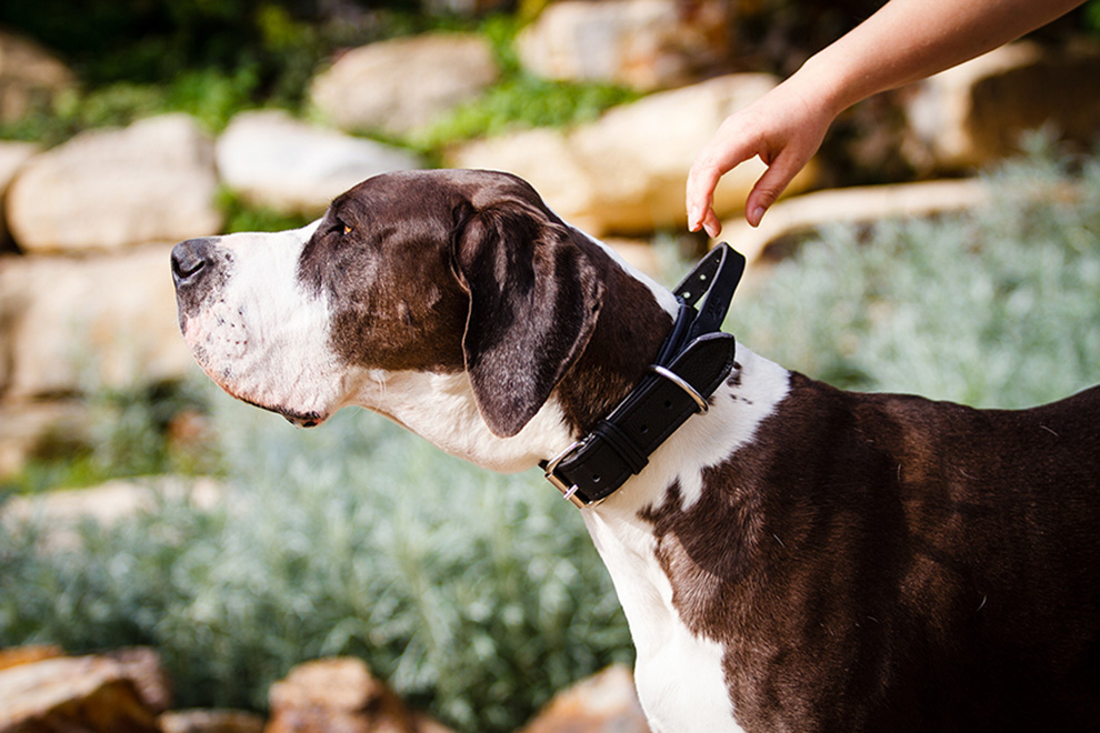 k9(julius k9)宠物狗用品狗狗项圈 真皮项圈 真皮黑色 2.5cm*60cm