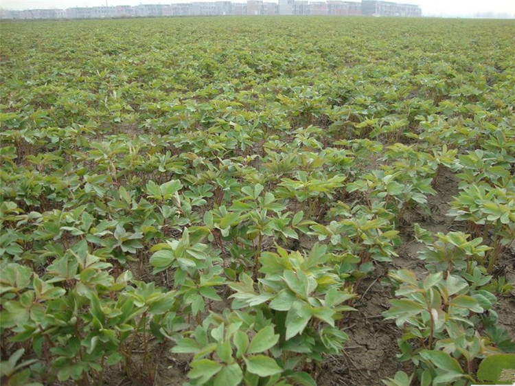 多年生牡丹壮苗 牡丹室内花卉绿植盆栽 牡丹花苗 当年开花 赵粉 5年苗