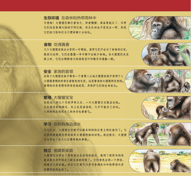 动物家庭:大猩猩