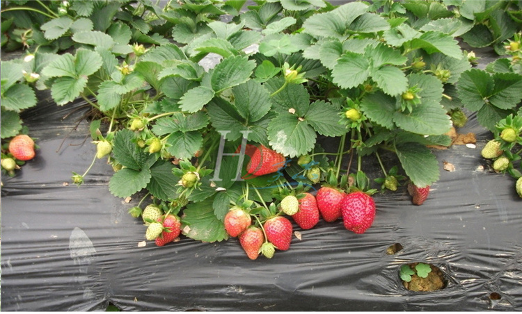 果树苗草莓树盆栽地栽草莓苗南方北方种植奶油草莓苗家庭栽种苗奶油