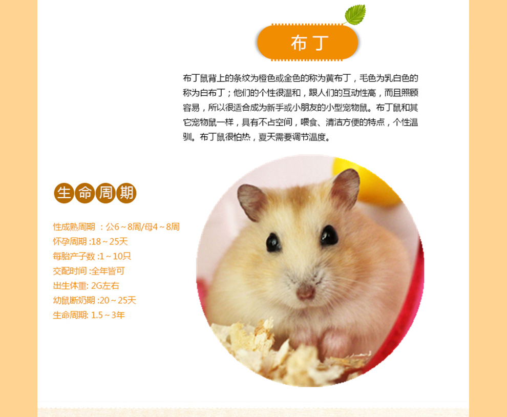 贵卡 活体仓鼠 仓鼠宝宝 宠物 情侣布丁2只(1公1母)【图片 价格 品牌