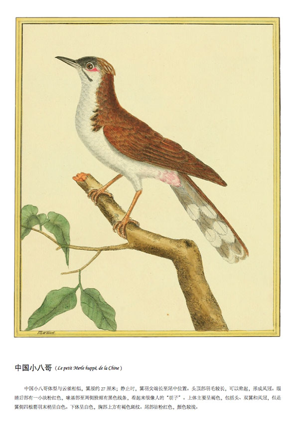 正版:布封:鸟的世界(第三册) 9787020118502