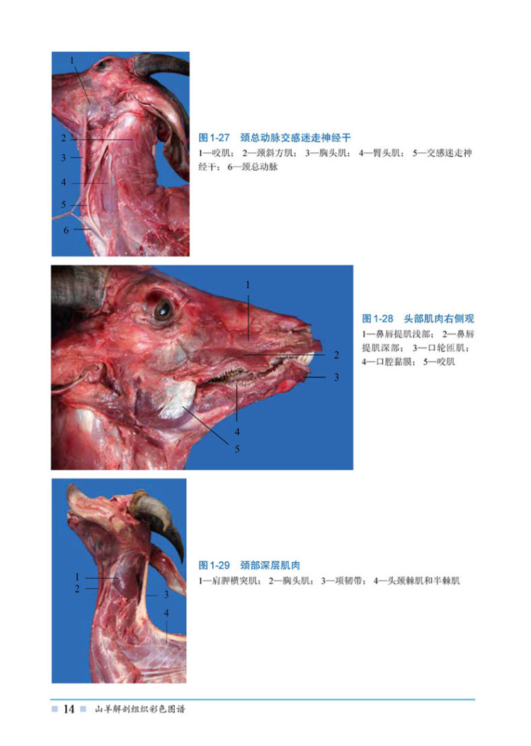 羊的肌肉解剖结构图图片